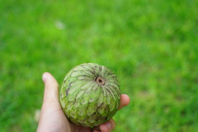 Close-up of hand holding fruit