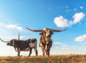 Low angle view of texas longhorn cattle standing on field against sky