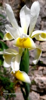 Close-up of white flowering plant