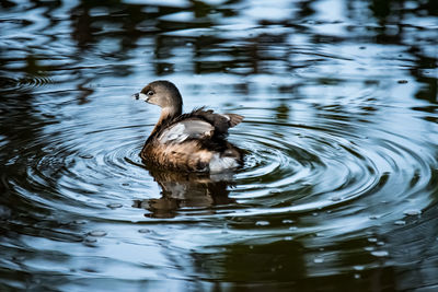 Duck swimming in a lake