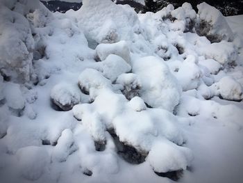 Snow covered trees on snow covered field