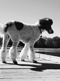 Dog standing against sky