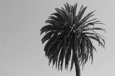 Low angle view of palm trees against clear sky