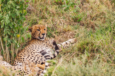 Cheetah on field