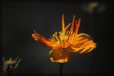 Close-up of orange day lily against black background