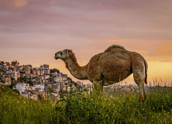 Side view of giraffe against sky