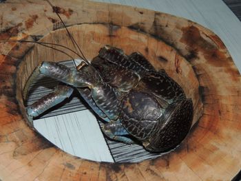 High angle view of crab on table