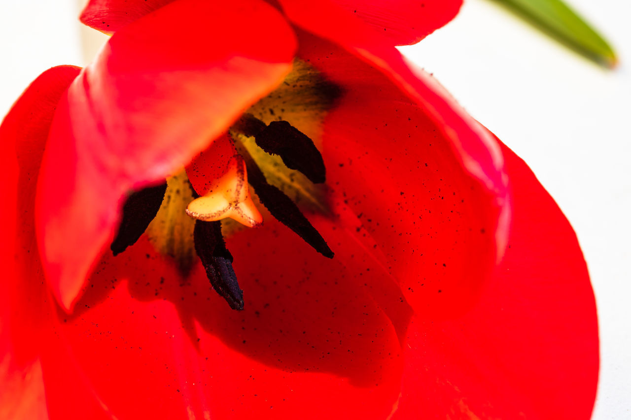 CLOSE-UP OF RED ROSE IN FLOWER