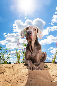 Portrait of dog sitting outdoors