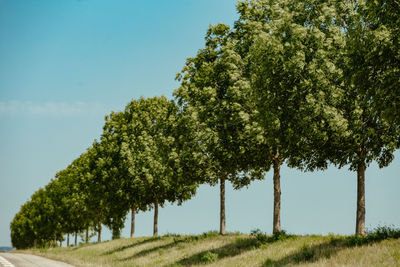 Trees on field against sky