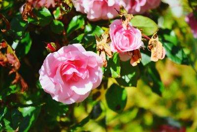 Close-up of pink rose