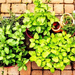 High angle view of potted plant