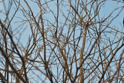 Low angle view of bare tree against clear sky