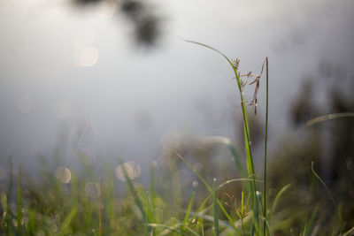 Close-up of grass growing in field