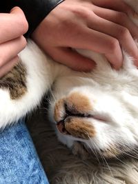 Midsection of person hand with cat