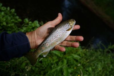 Cropped hand holding fish