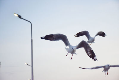 Seagulls flying in the sky