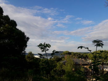 Palm trees against cloudy sky