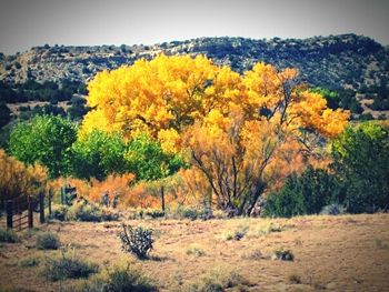 Trees on field