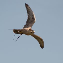 Low angle view of falcon flying in sky