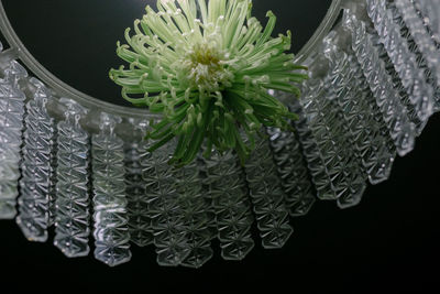 High angle view of flowering plant against black background