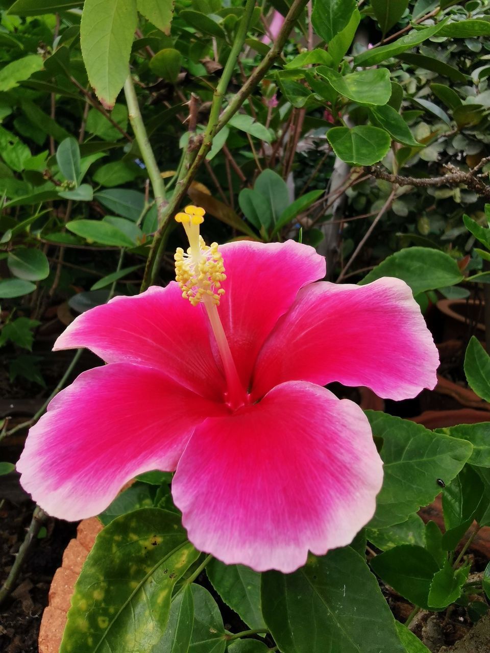 CLOSE-UP OF PINK FLOWERING PLANTS