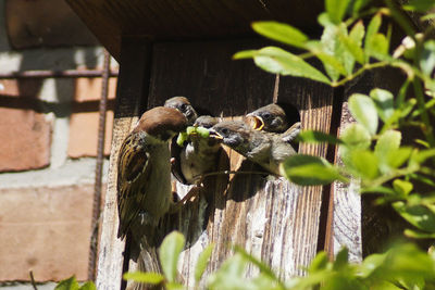 Close-up of parrot des ding chicks in birdhouse