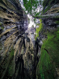 Low angle view of trees in forest