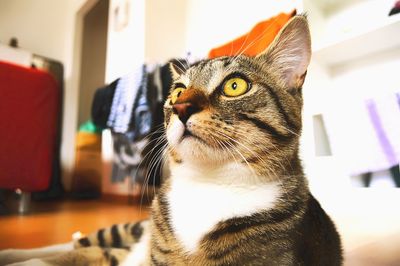 Close-up of cat sitting outdoors