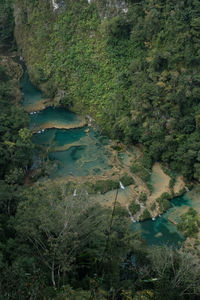 High angle view of river amidst trees in forest