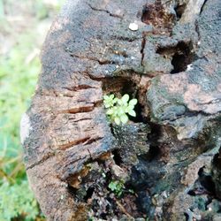 Close-up of lichen growing on tree trunk