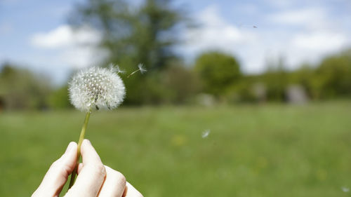 Close-up of hand holding dandelion against blurred background