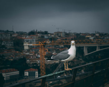 Seagull by the river in porto