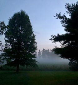 Trees on field against sky