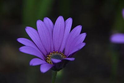 Close-up of purple flower blooming outdoors