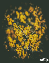 Close-up of flower against blurred background