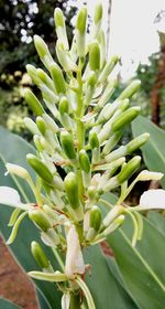 Close-up of succulent plant