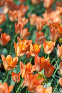 Close-up of red flowers blooming outdoors