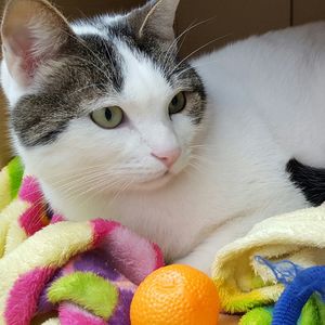 Close-up portrait of cat