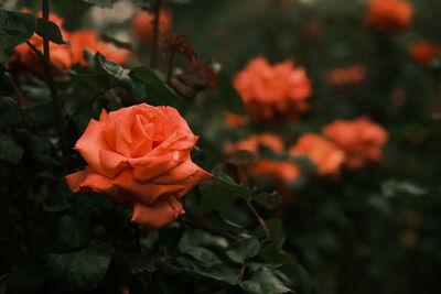 Close-up of yellow rose