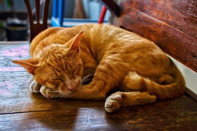 Cat sleeping on floor