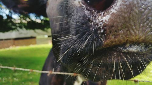 Close-up of horse in water