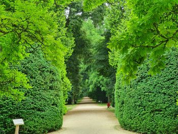 Footpath amidst plants in park