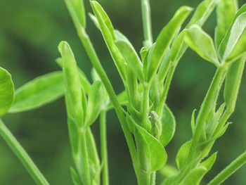 Close-up of fresh green plant