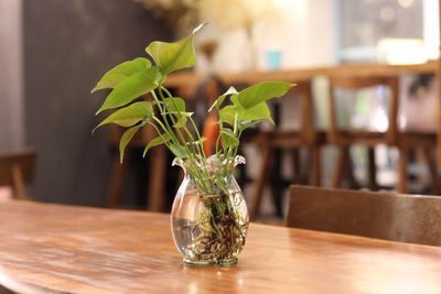 Close-up of plants in vase on table