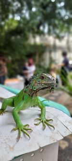 Close-up of lizard