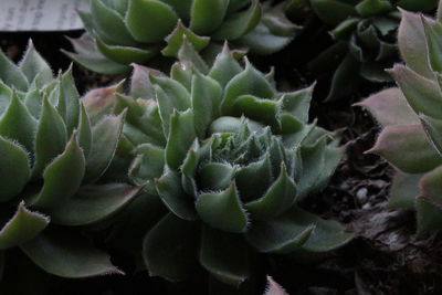 Close-up of succulent plant
