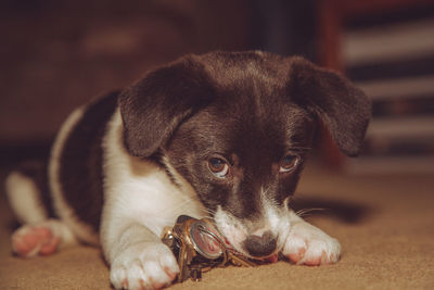 Close-up portrait of a puppy