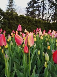 Close-up of pink tulips in park