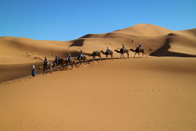 Tuareg leads tourists riding camels in desert